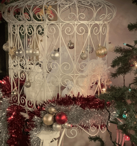 DOVE RELEASE FOR CELEBRATIONS