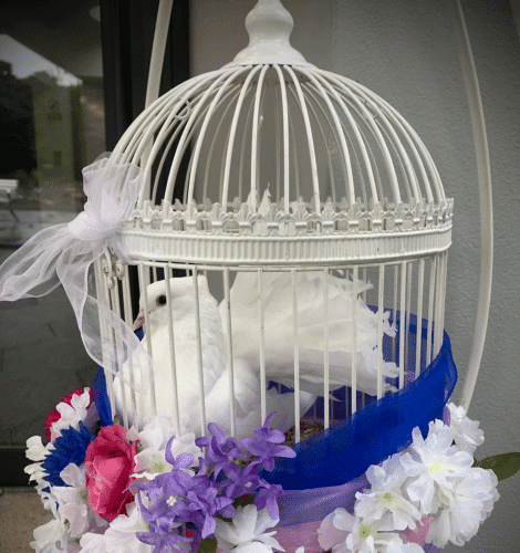 DOVE RELEASE FOR CHRISTENINGS (3)