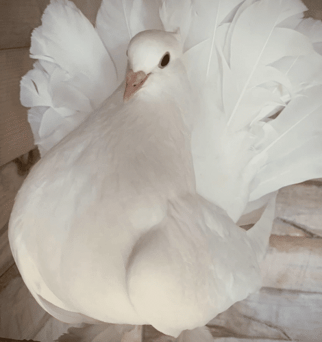 DOVE RELEASE FOR CHRISTENINGS