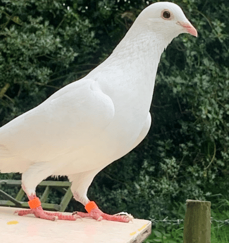Dove Release by Dutton Doves (5)