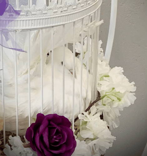 Dove Release by Dutton Doves (5)