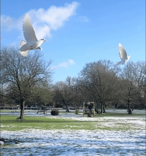 Funeral Dove Release (4)