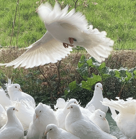 Dutton Doves - Dove Releases